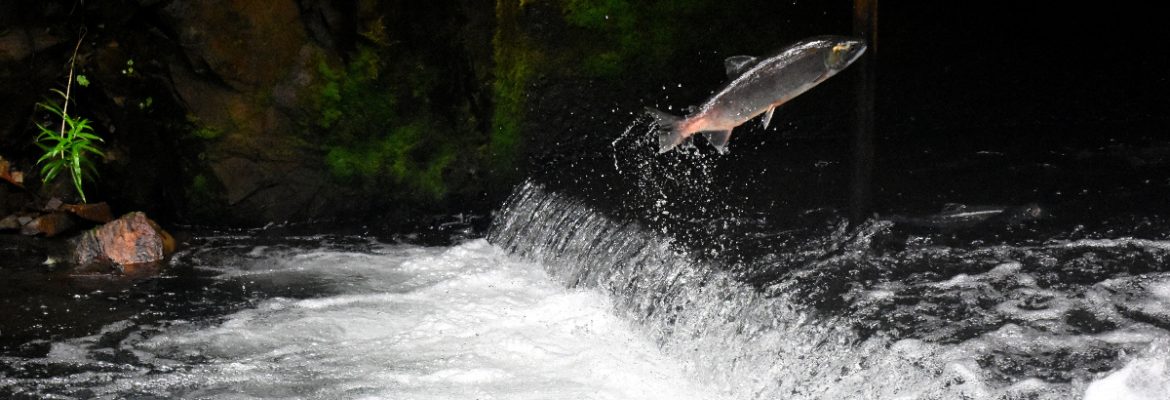 Nature Explorers Camp: Super Salmon Migration