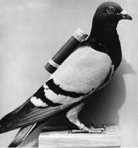 pigeonblackwhite